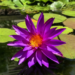 Nymphaea ‘Detective Erika,' Waterlily